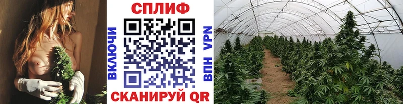Канабис гибрид Североморск